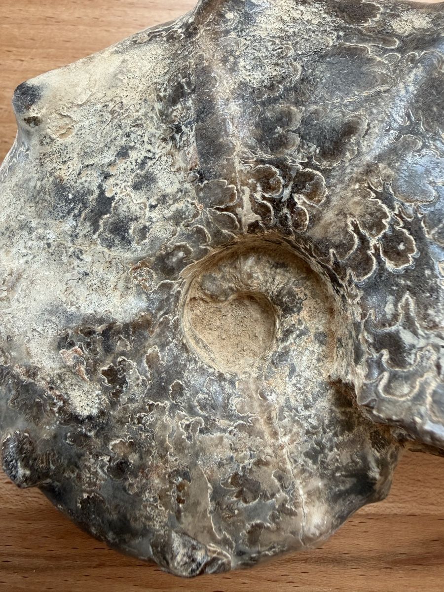 Fossili: Versteinerter Ammonit – Usato da Grenchen venduto da Bastet007 9