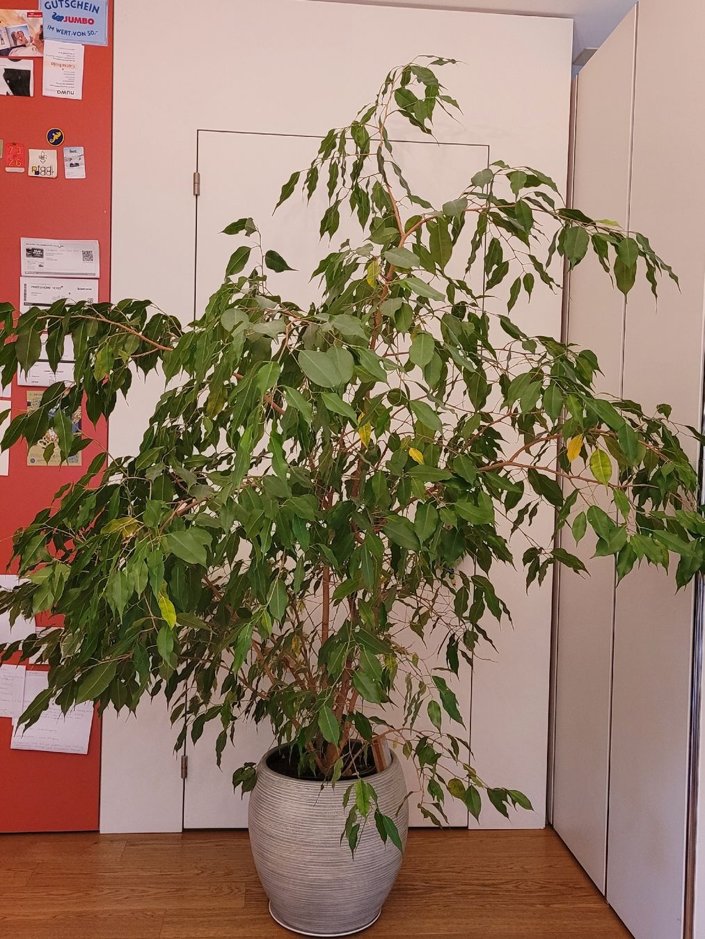 Piante & sementi: Grosse Benjamin-Feige Ficus  – Usato da Baar venduto da Sibydub24