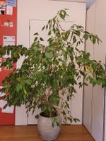 Grosse Benjamin-Feige Ficus 
