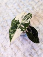 Alocasia Polly Albo / Pink Variegata