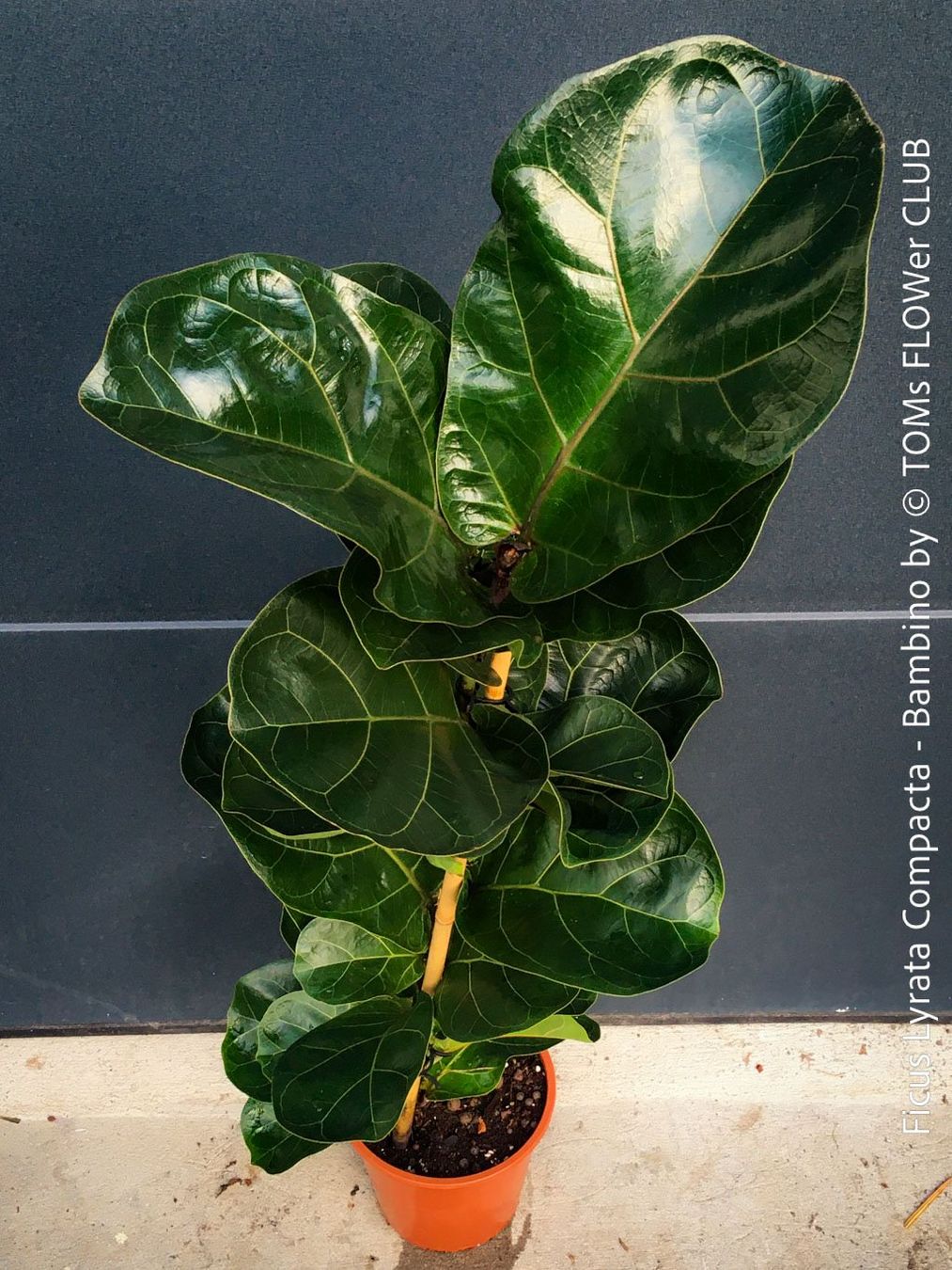 Plantes & graines: Ficus Lyrata Compacta Bambino - stylisches 120cm Bäumchen – Neuf avec emballage d'origine à Adliswil par astom369 1