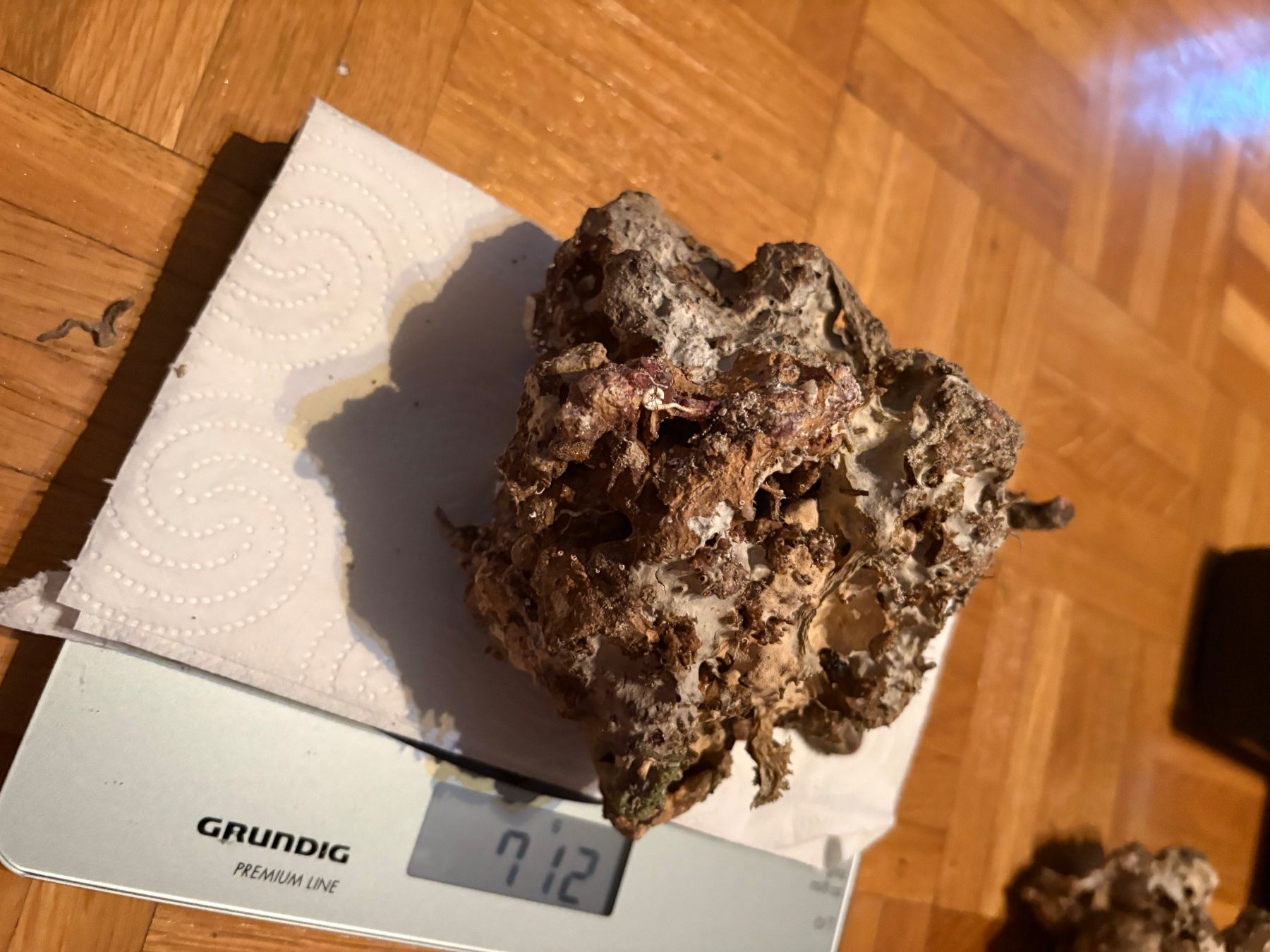Aquarium: Totes Lebendgestein für Aquarium – Gebraucht aus Genève von papillon2976 1