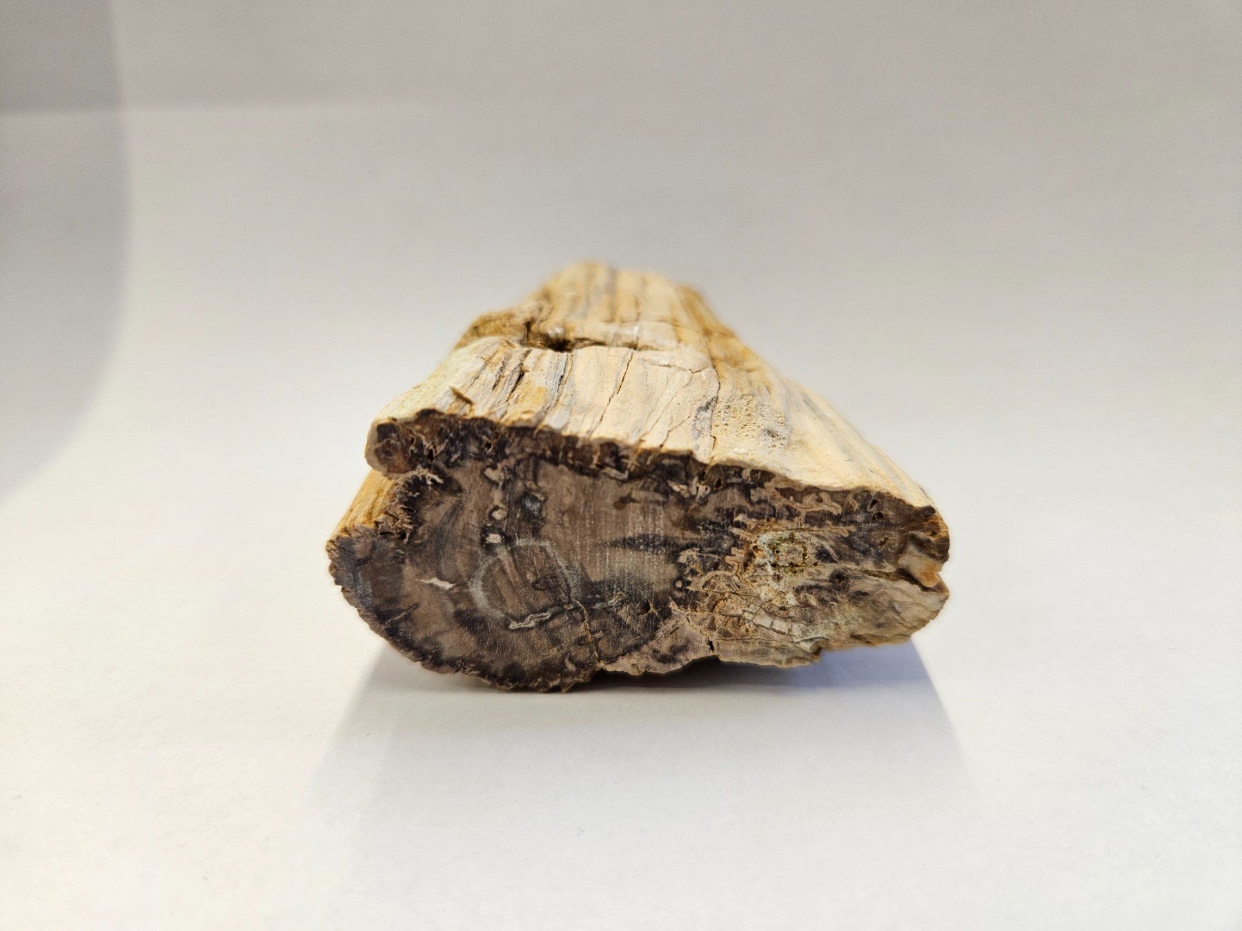 Fossili: Holz - Holzstämmchen versteinert - Madagskar – Usato da Heiden venduto da mats10 5