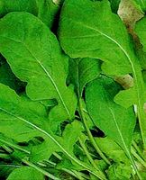 50 Samen Kultivierte Rucola Roquette Cultivée Rucola