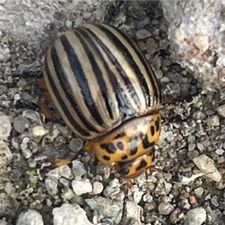 Profile image of snutebiller
