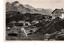 Grosse Scheidegg Ziegen Geissen Alpen Berge