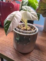 Alocasia Frydek