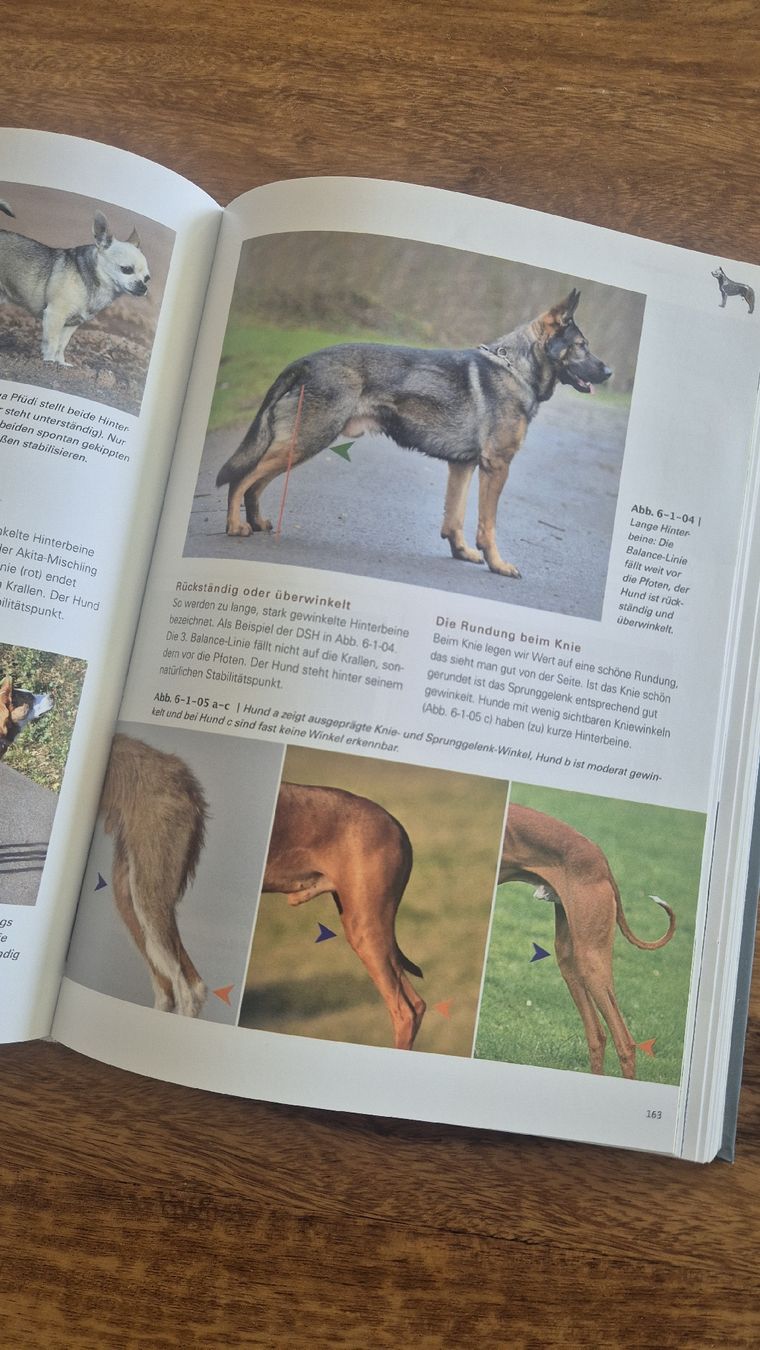 Libri: Welpentest und Hundeanalyse Buch Körperbau Fit for Function – Usato da Bern venduto da Isabelle20 1