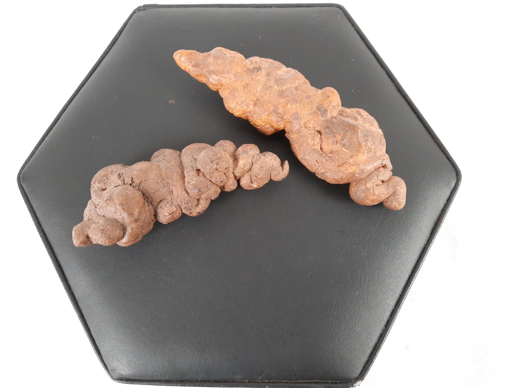 Fossilien: 2 Koprolith (Kotstein) – Gebraucht aus Beinwil am See von Restwert_Beinwil 4