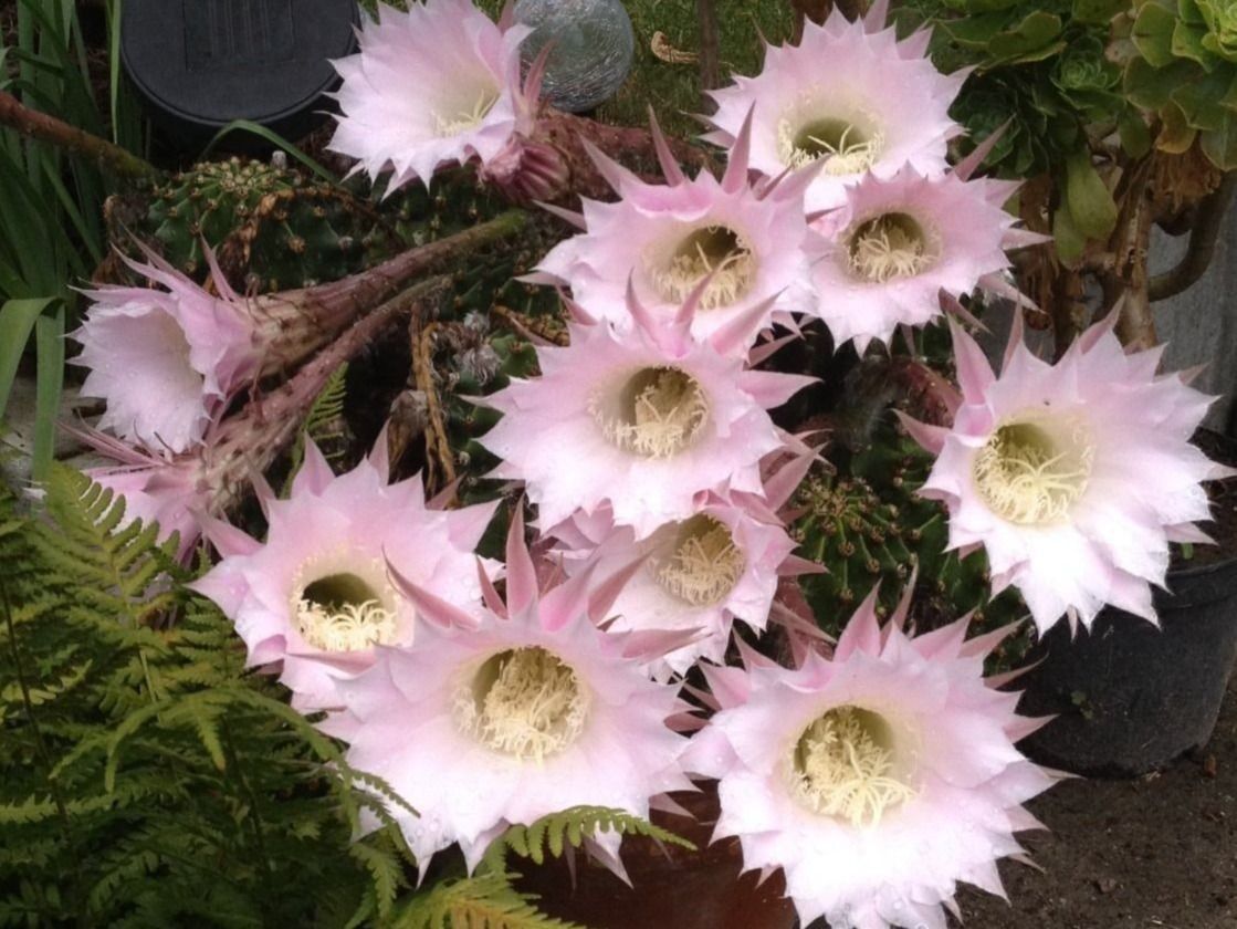 Piante & sementi: Echinopsis eyriesii – Nuovo (secondo la descrizione) da Vinelz venduto da Wellensittich55 9