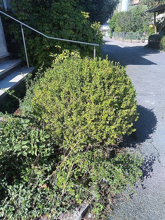Piante & sementi: Buchsbaum – Usato da Langnau i. E. venduto da mar_8cm8 2