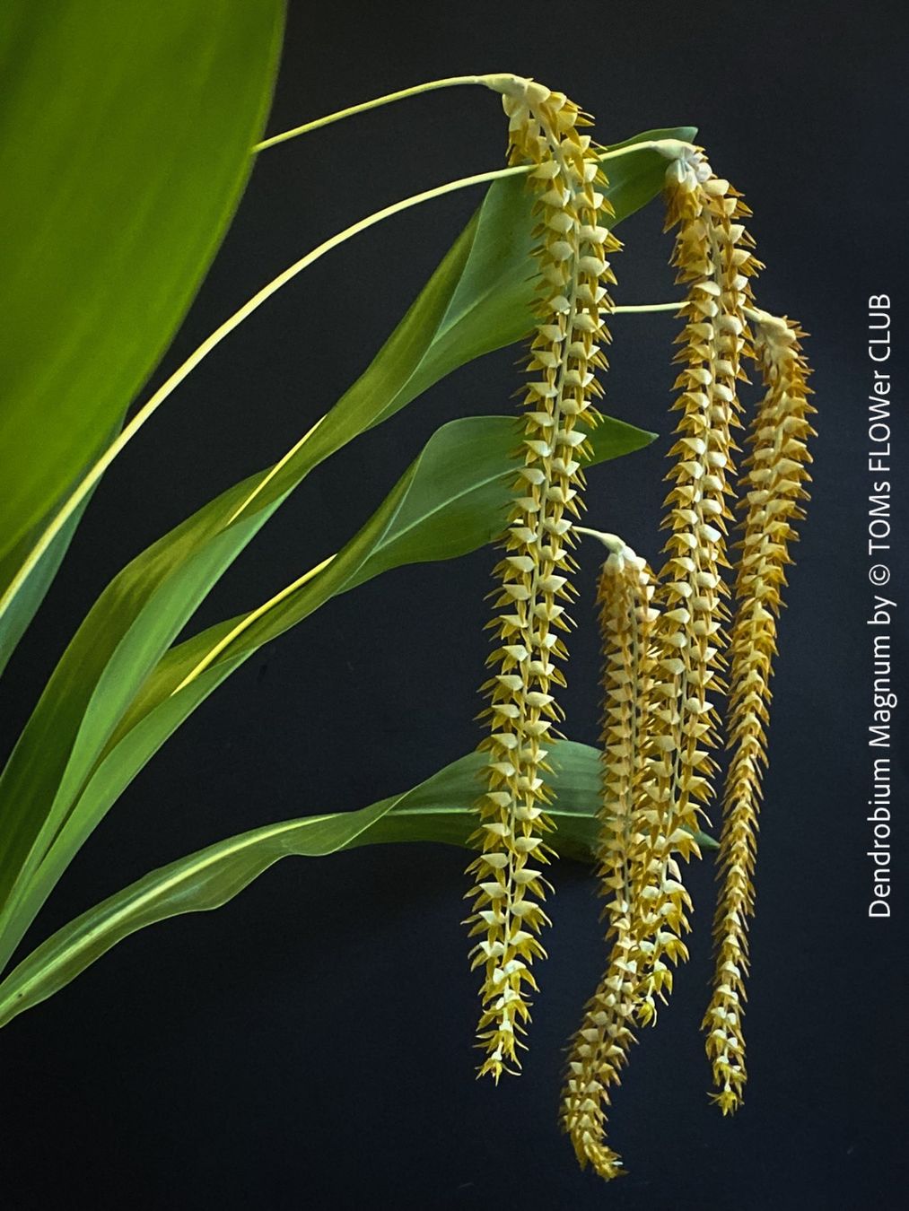 Piante & sementi: Dendrobium Magnum Orchidee - Duft und Blüte einfach WOW – Nuovo e nell'imballaggio originale da Adliswil venduto da asTOMas963 2
