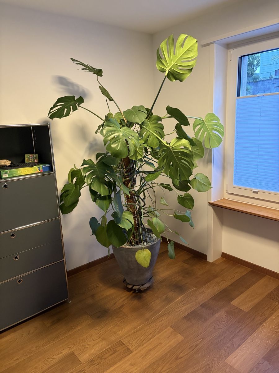 Pflanzen & Samen: Monstera XXL – Gebraucht aus Binningen von thge76