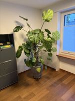 Monstera XXL