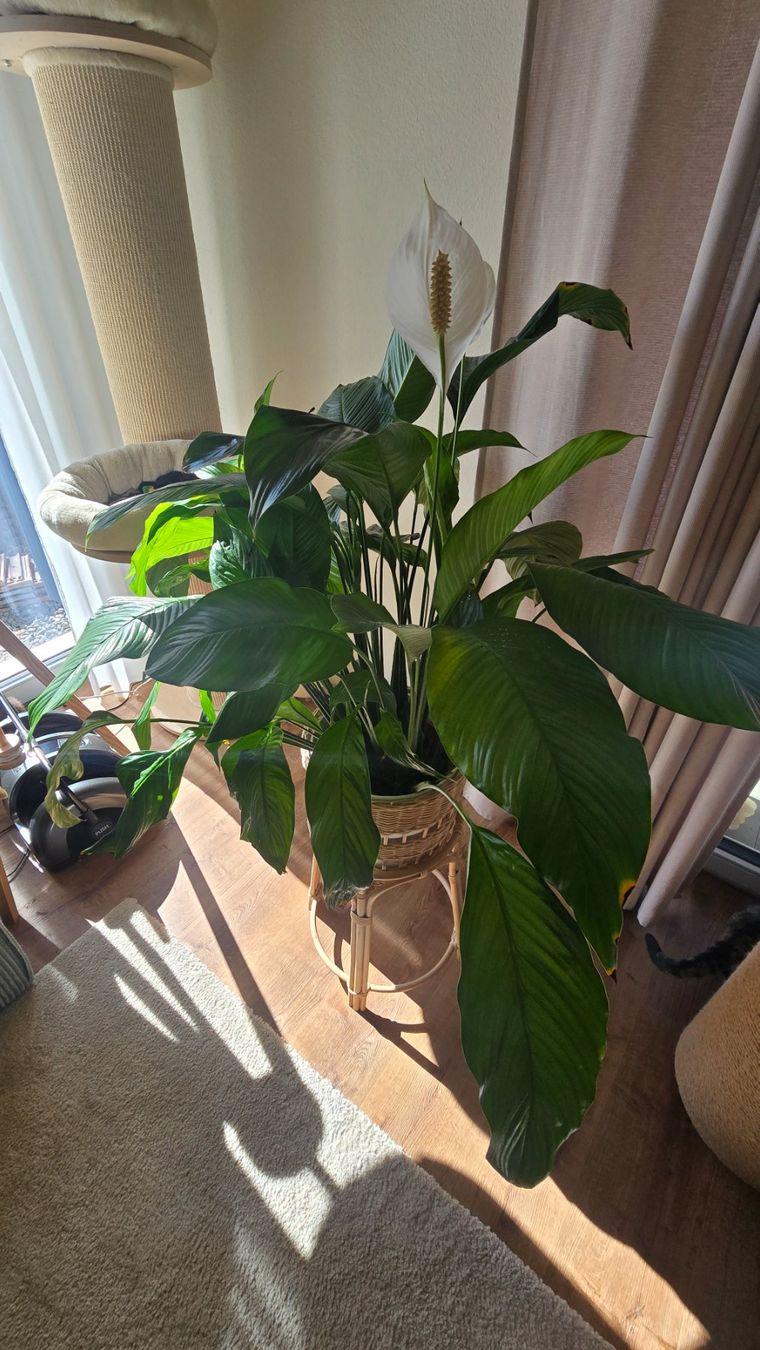 Piante & sementi: Spathiphyllum – Usato da Herzogenbuchsee venduto da wro_pat 3