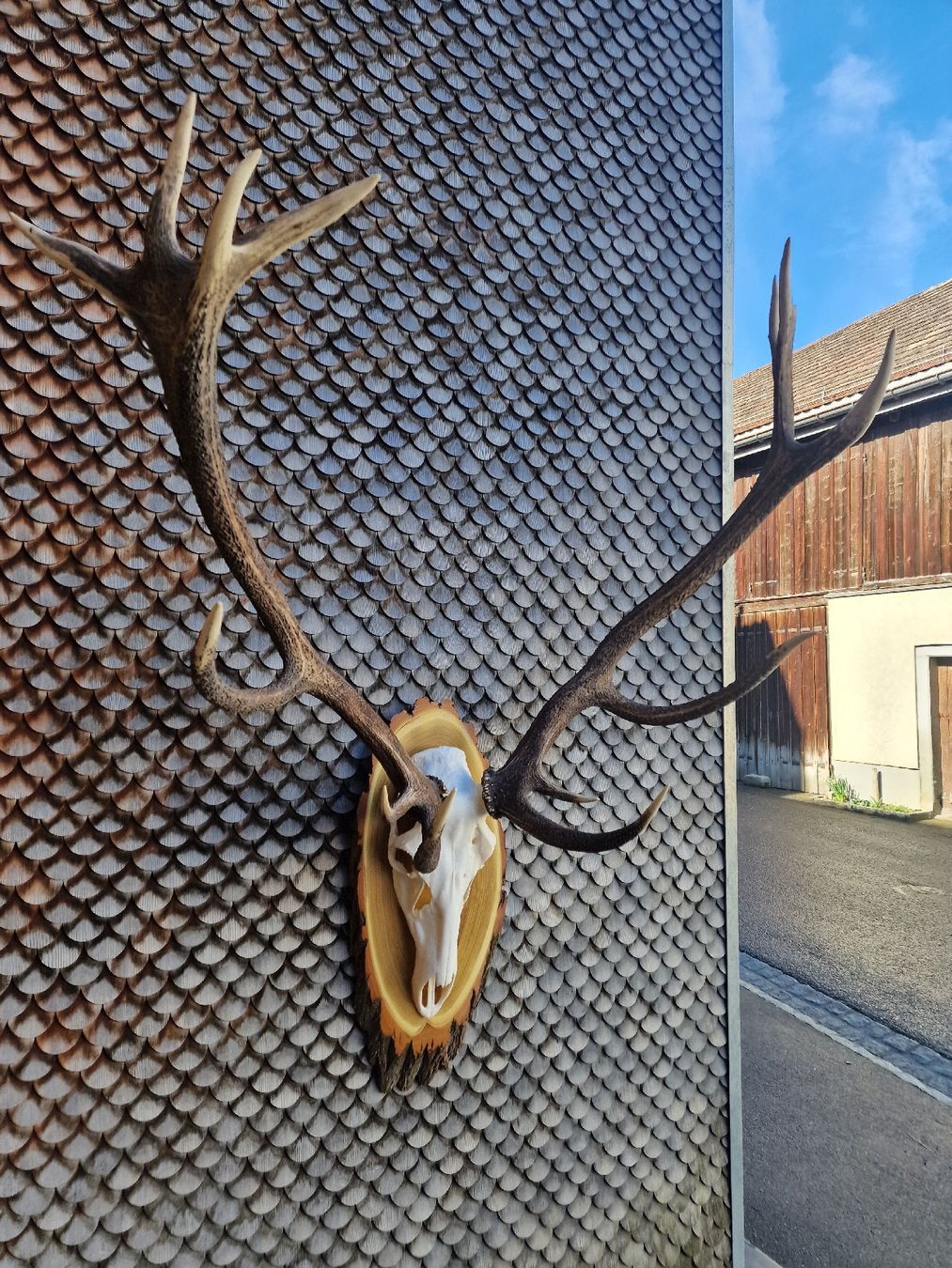 Il mondo degli animali: Hirschgeweih vom Rothirsch – Usato da Urnäsch venduto da Rothirsch1954 1