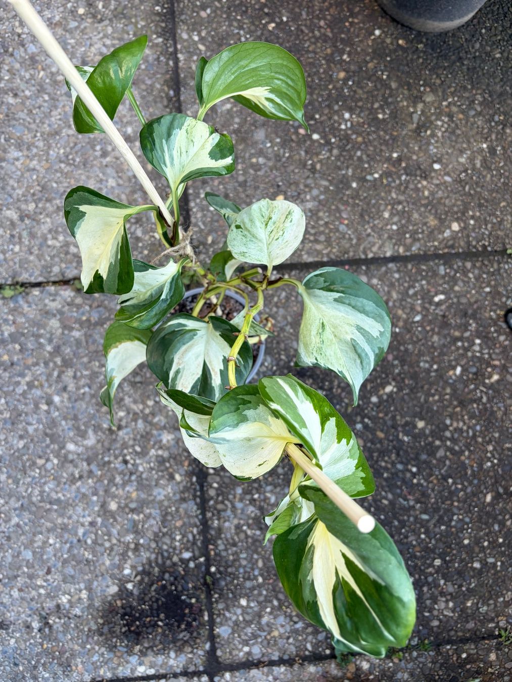 Piante & sementi: Efeutute Epipremnum Manjula - Happy Leaf, gr. Pflanze – Nuovo (secondo la descrizione) da Winterthur venduto da Aniger