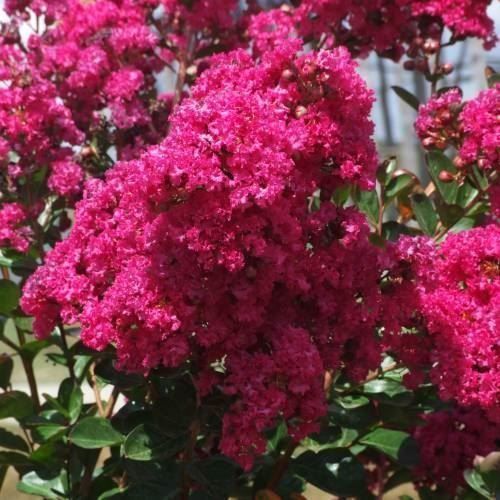 Pflanzen & Samen: Lilas d'été fuchsia 2 PLANTS – Neu und originalverpackt aus Bremblens von FIBONACCI369