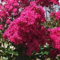 Lilas d'été fuchsia 2 PLANTS