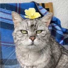 Profile image of vivka