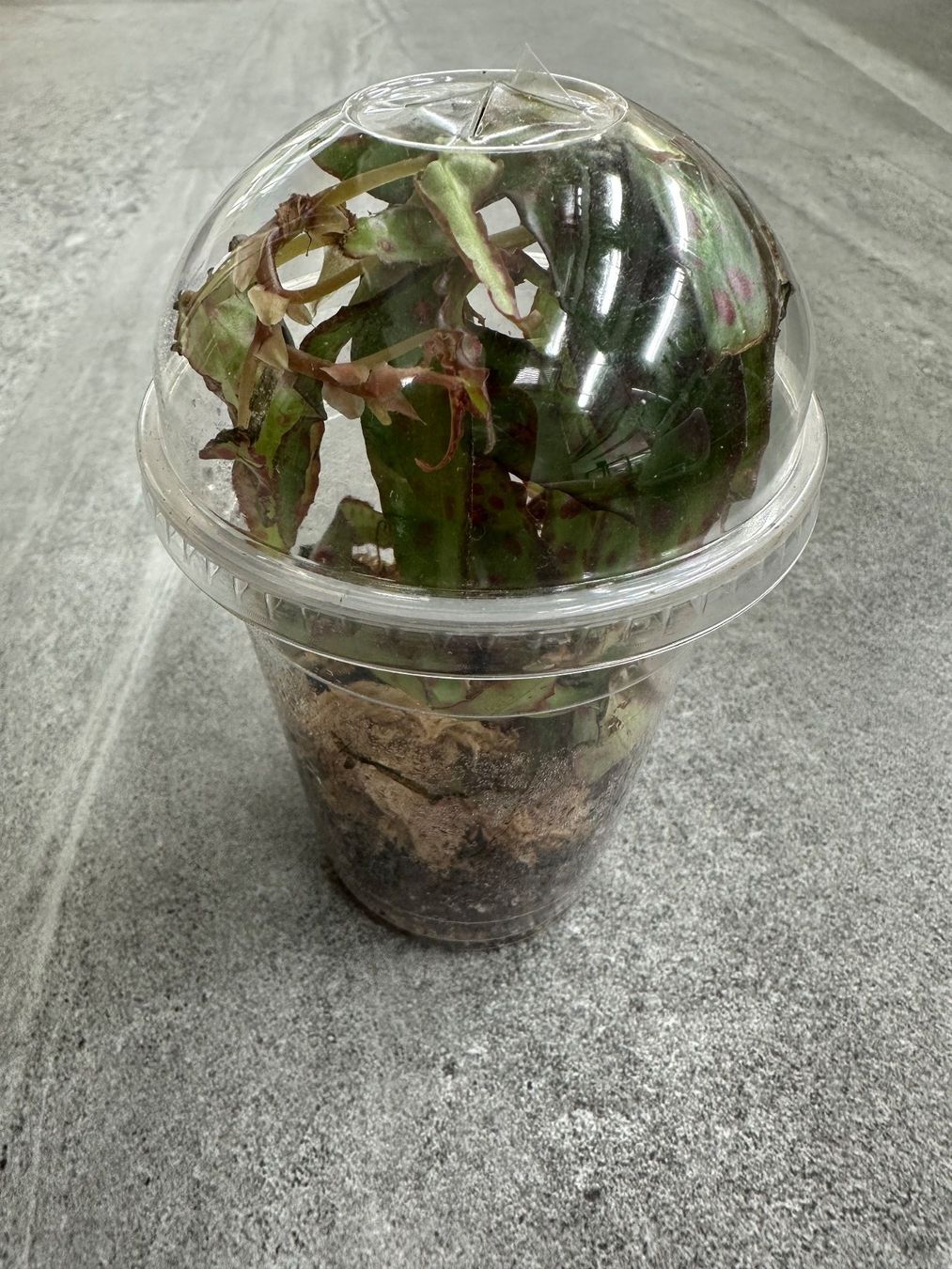 Pflanzen & Samen: Begonia amphioxus – Neu (gemäss Beschreibung) aus Muri AG von engelsherzli 3