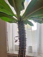 Kaktus Euphorbia gross