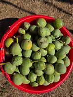6 kg Walnüsse in der Schale frisch vom Baum