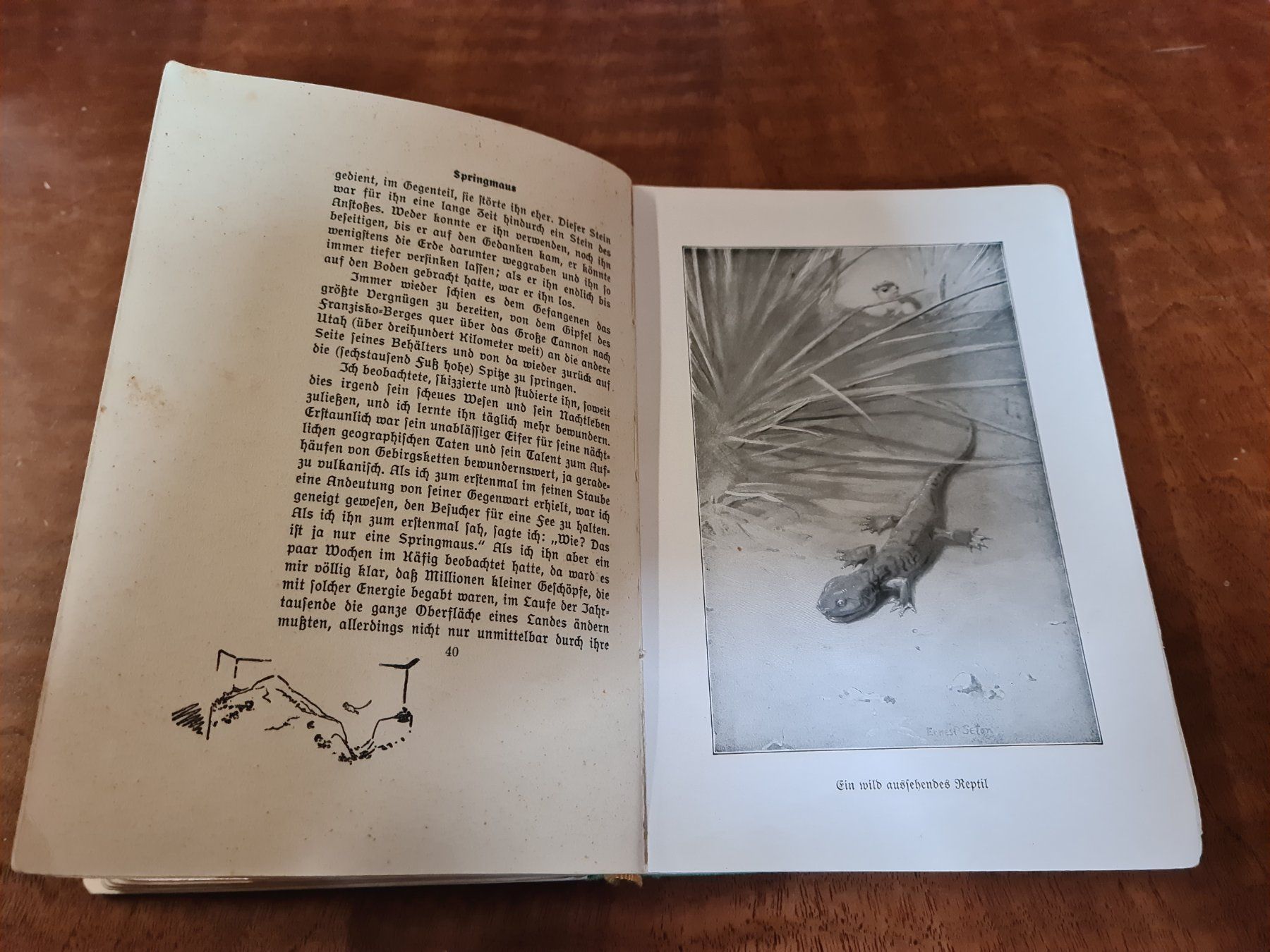 Libri: Tito die Wölfin – Usato da Erstfeld venduto da Mario_boe0 5