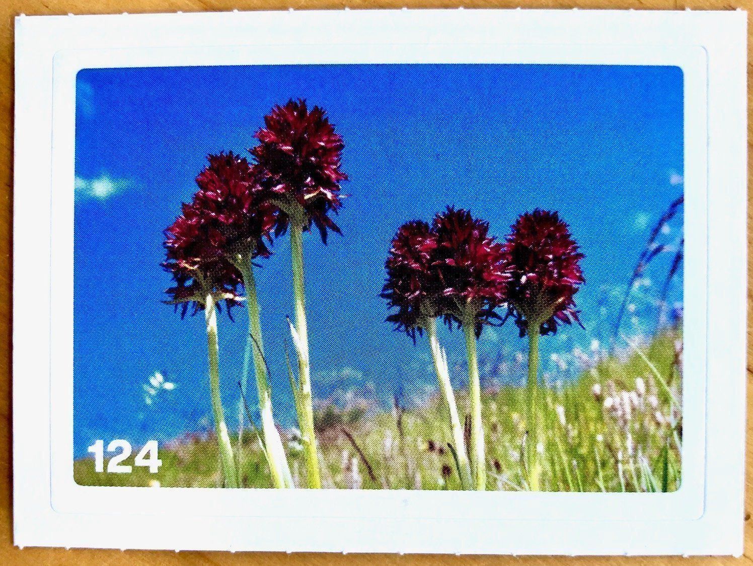 Migros Carte collezionabili: Migros Nature Detectives - Bild Nr. 124 – Nuovo (secondo la descrizione) da Oberrieden venduto da Zimmerberg10