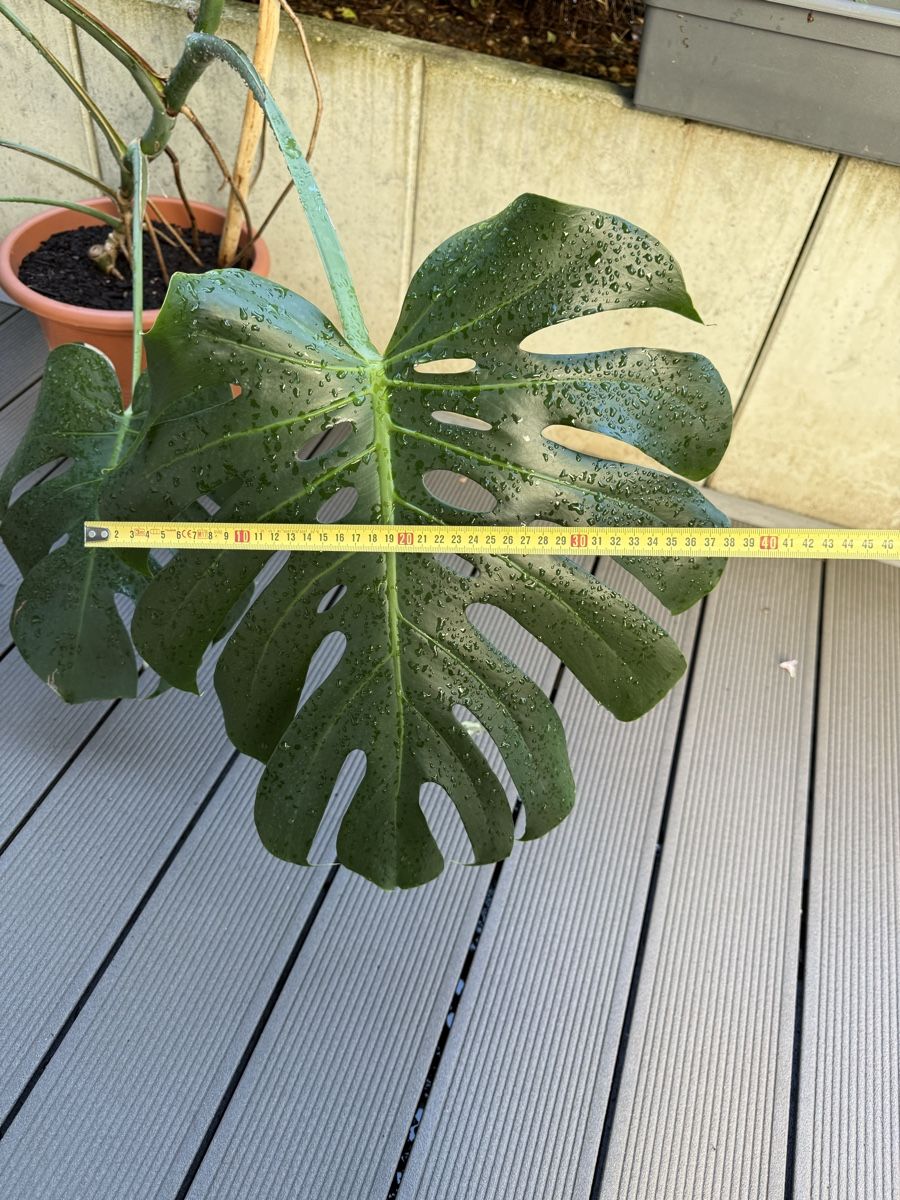 Piante & sementi: Monstera Deliciosa  – Usato da Grosshöchstetten venduto da Al___Uk 3