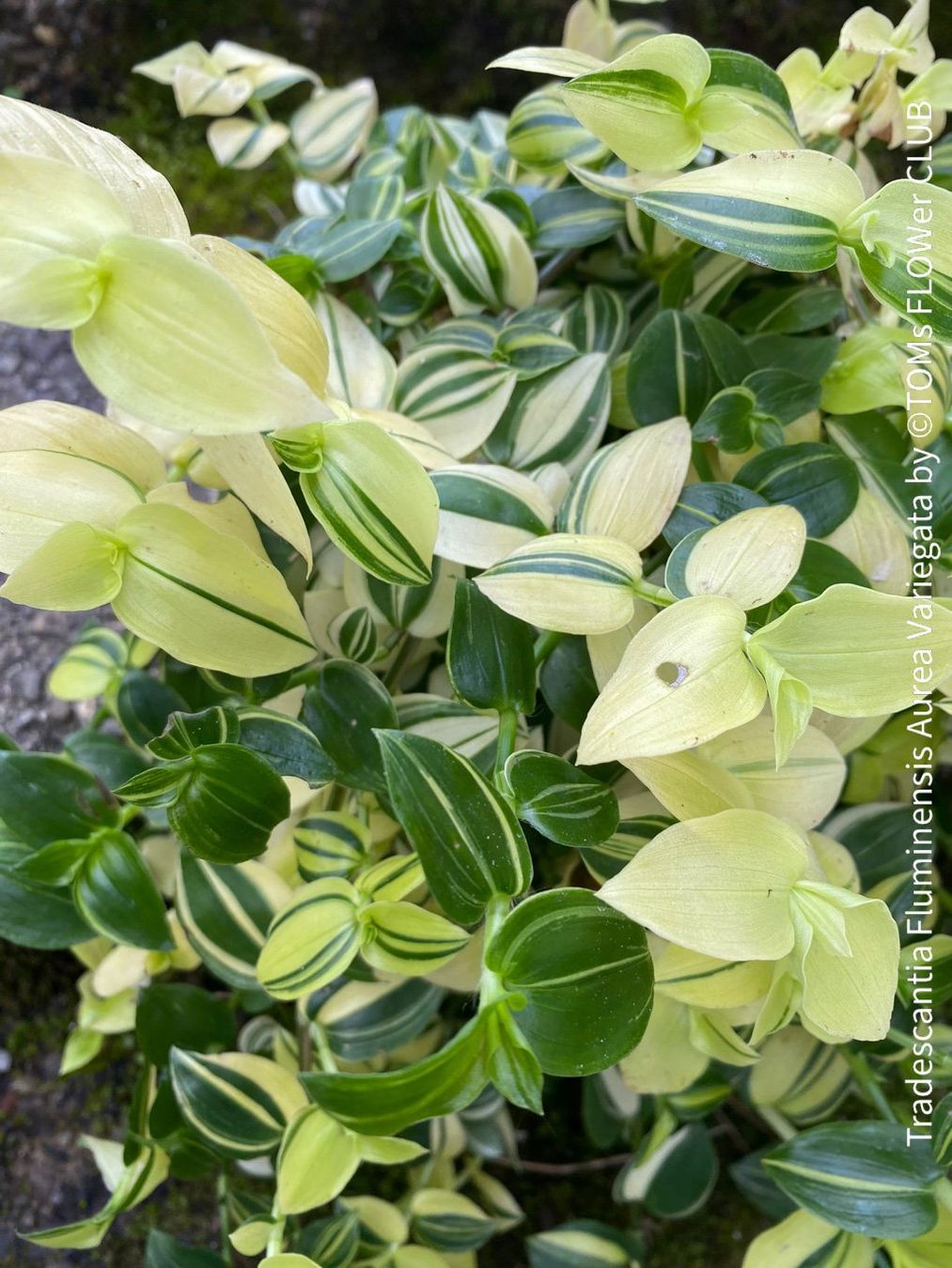 Piante & sementi: Tradescantia Fluminensis Aurea Variegata - 1Blickfang – Nuovo e nell'imballaggio originale da Adliswil venduto da MarkyForest 3