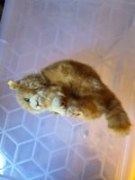 Steiff Plüschkatze – orange getigert, Knopf im Ohr