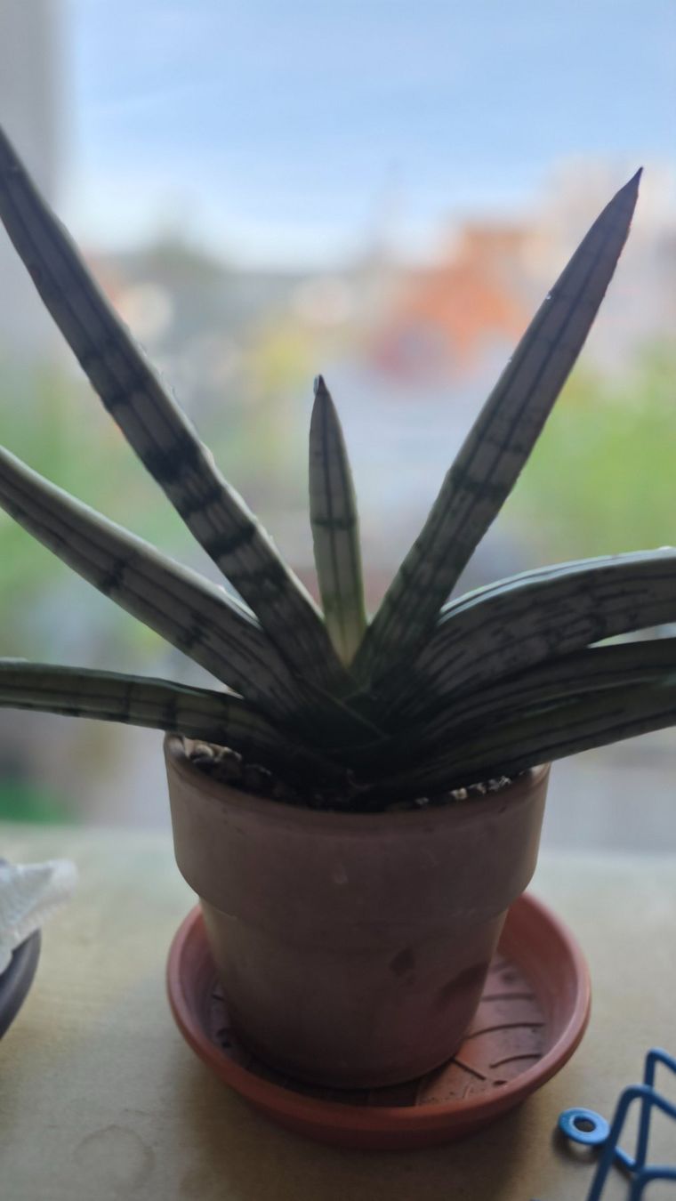 Piante & sementi: Sansevieria "Iceman" RARITÄT – Nuovo (secondo la descrizione) da Zürich venduto da The_Plant_Wizard 1