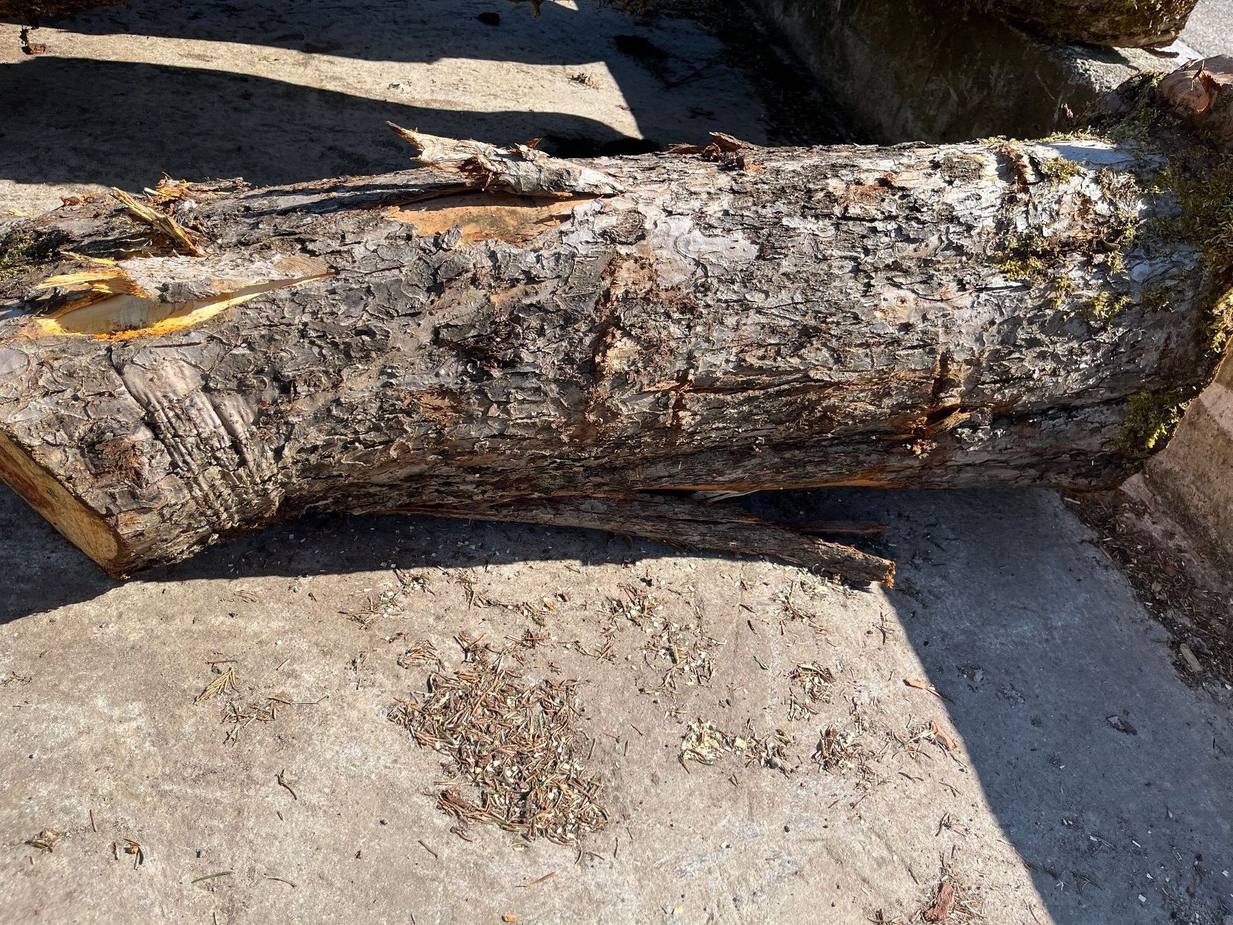 Holzartikel: Apfelbaumstamm – Neu (gemäss Beschreibung) aus Nürensdorf von Peterhakab 4