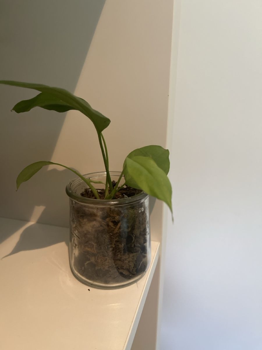 Piante & sementi: R. tetrasperma  – Usato da geroldswil venduto da Mimisa