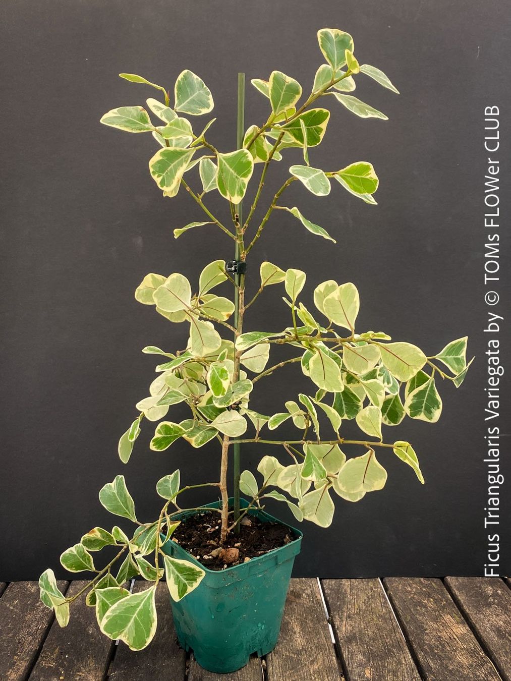 Pflanzen & Samen: Ficus Triangularis Variegata - einzigartige Dreiecksfeige – Neu und originalverpackt aus Adliswil von astom369 3
