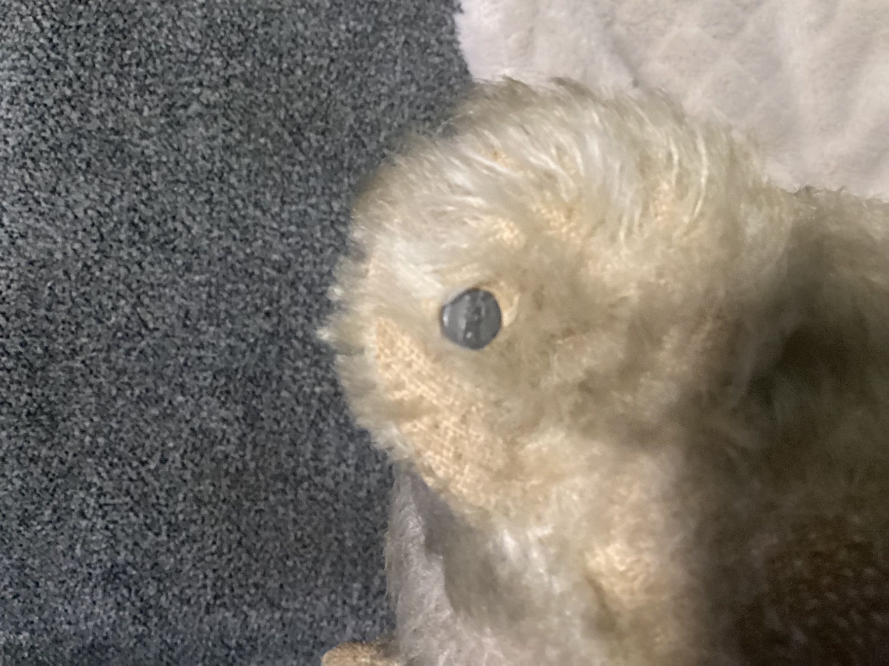 Steiff Giocattoli: ANTIKER STEIFF TEDDY 1910/1920 – Usato da Münchenstein venduto da NoSu98 8