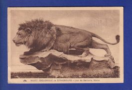 LION // pli d'angle et voir dos //