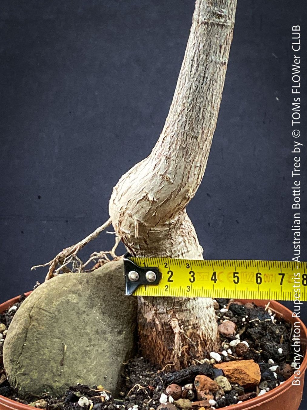 Piante & sementi: Brachychiton Rupestris - australischer Flaschenbaum – Nuovo e nell'imballaggio originale da Adliswil venduto da MarkyForest 6
