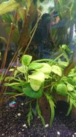 Ableger Zwergspeerblatt / Anubias nana