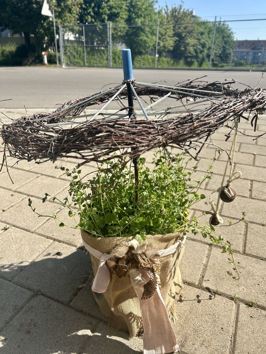 Piante & sementi: Glockenblumen unter dem Schirm – Nuovo (secondo la descrizione) da Frauenfeld venduto da Irene.Schuppli 4
