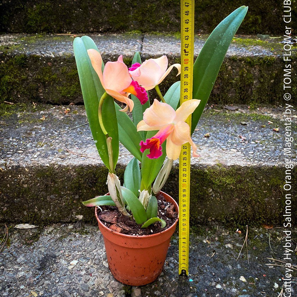 Piante & sementi: Cattleya Orchidee mit Lachsorange-Magenta Blüten – Nuovo e nell'imballaggio originale da Adliswil venduto da astom369 8