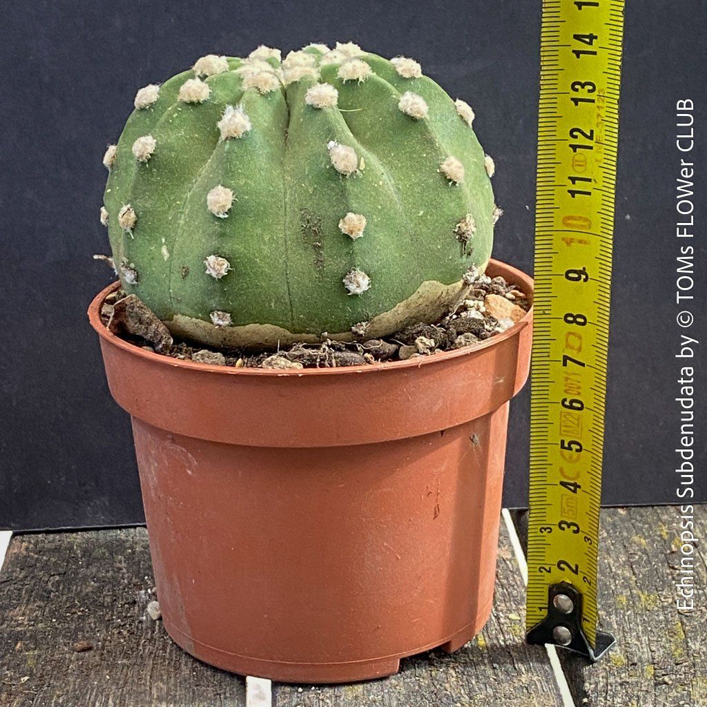 Pflanzen & Samen: Echinopsis Subdenudata - Dein "Domino" Kaktus – Neu und originalverpackt aus Adliswil von astom369 5