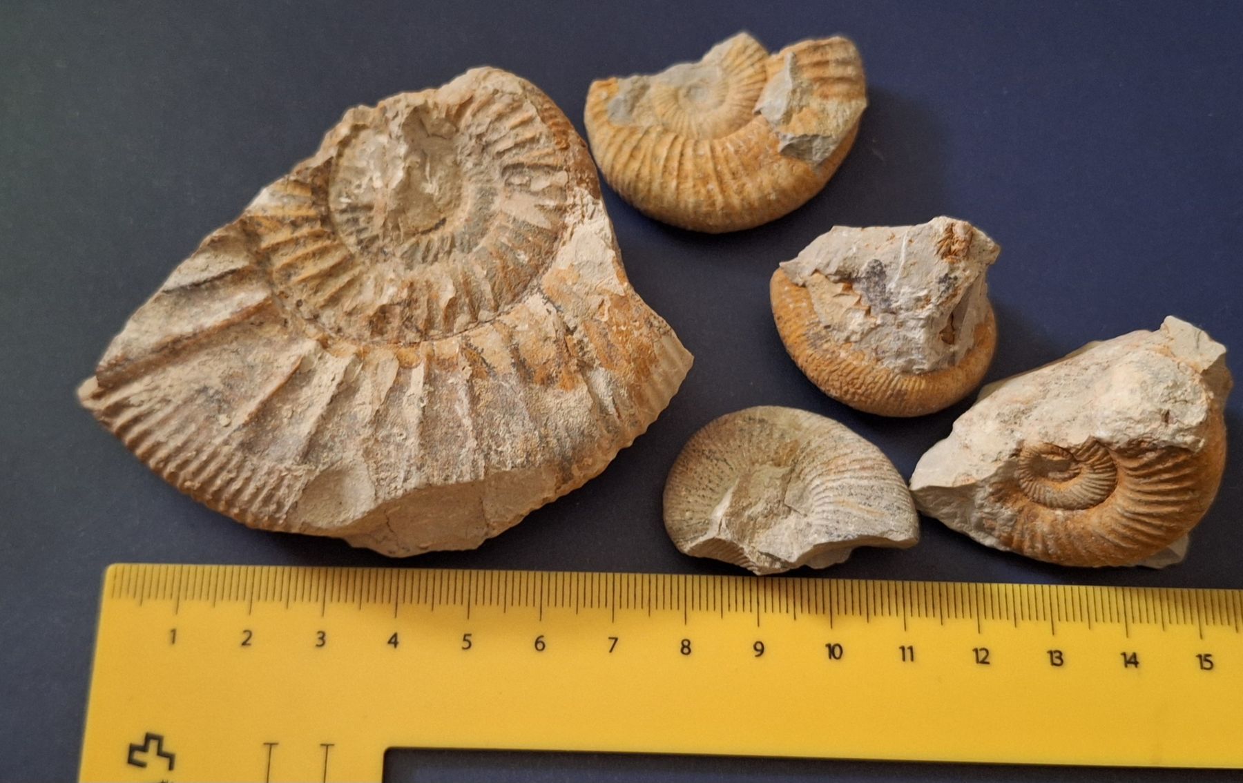 Fossili: Versand möglich. Selbstgefundene Versteinerungen – Usato da Winterthur venduto da Goldpipau 4