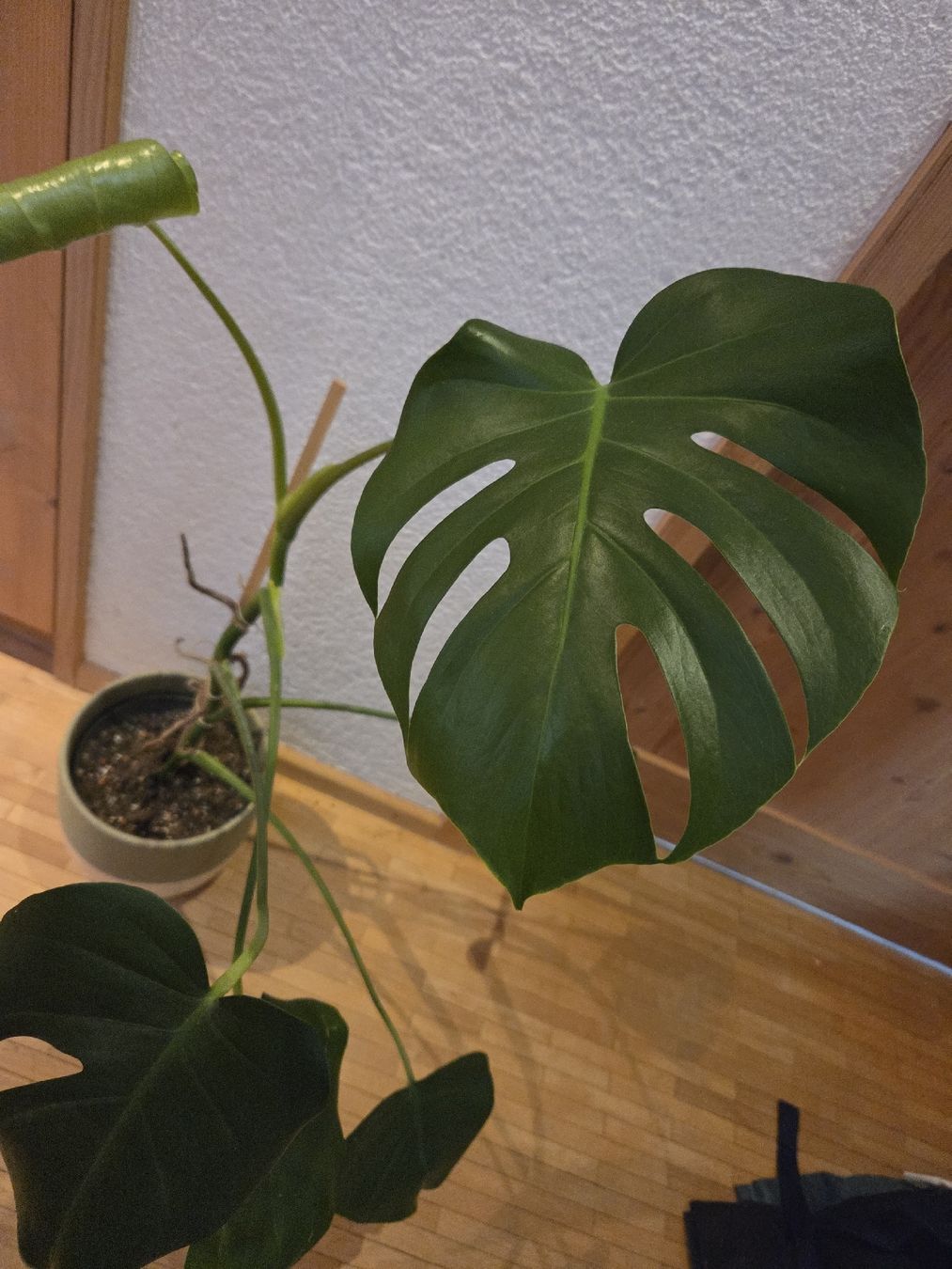Pflanzen & Samen: Monstera Deliciosa Zimmerpflanze – Gebraucht aus Herisau von gulisutter 1