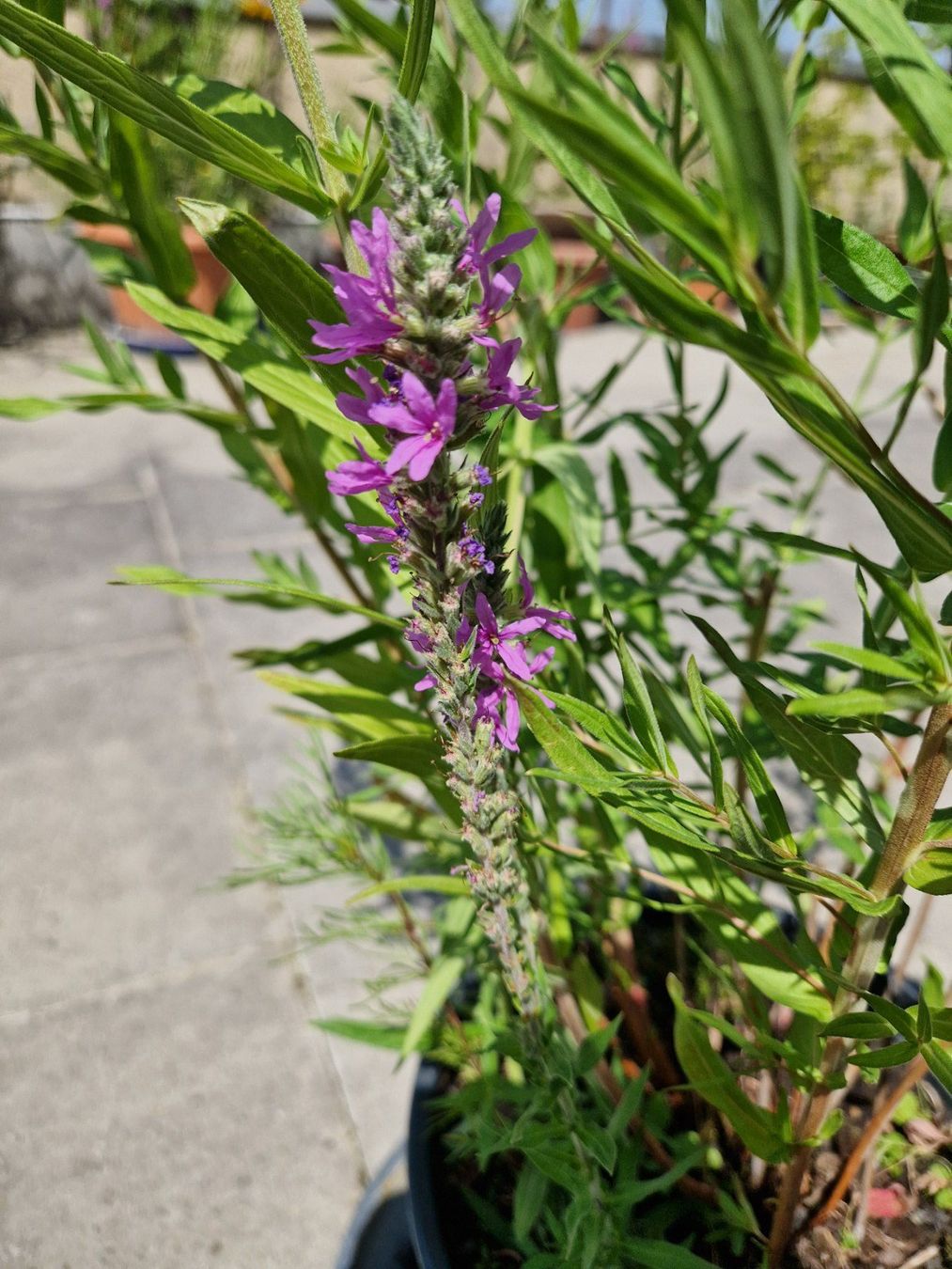 Piante & sementi: Balkon-/Gartenpflanze: Blutweiderich – Usato da Münchenbuchsee venduto da Aare22 4