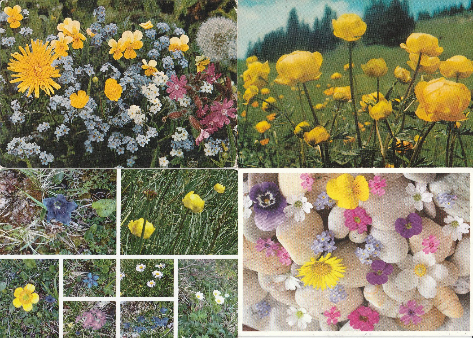 Ansichtskarten: 40 Schöne Blumenkarten – Gebraucht aus Lumbrein von made02 6