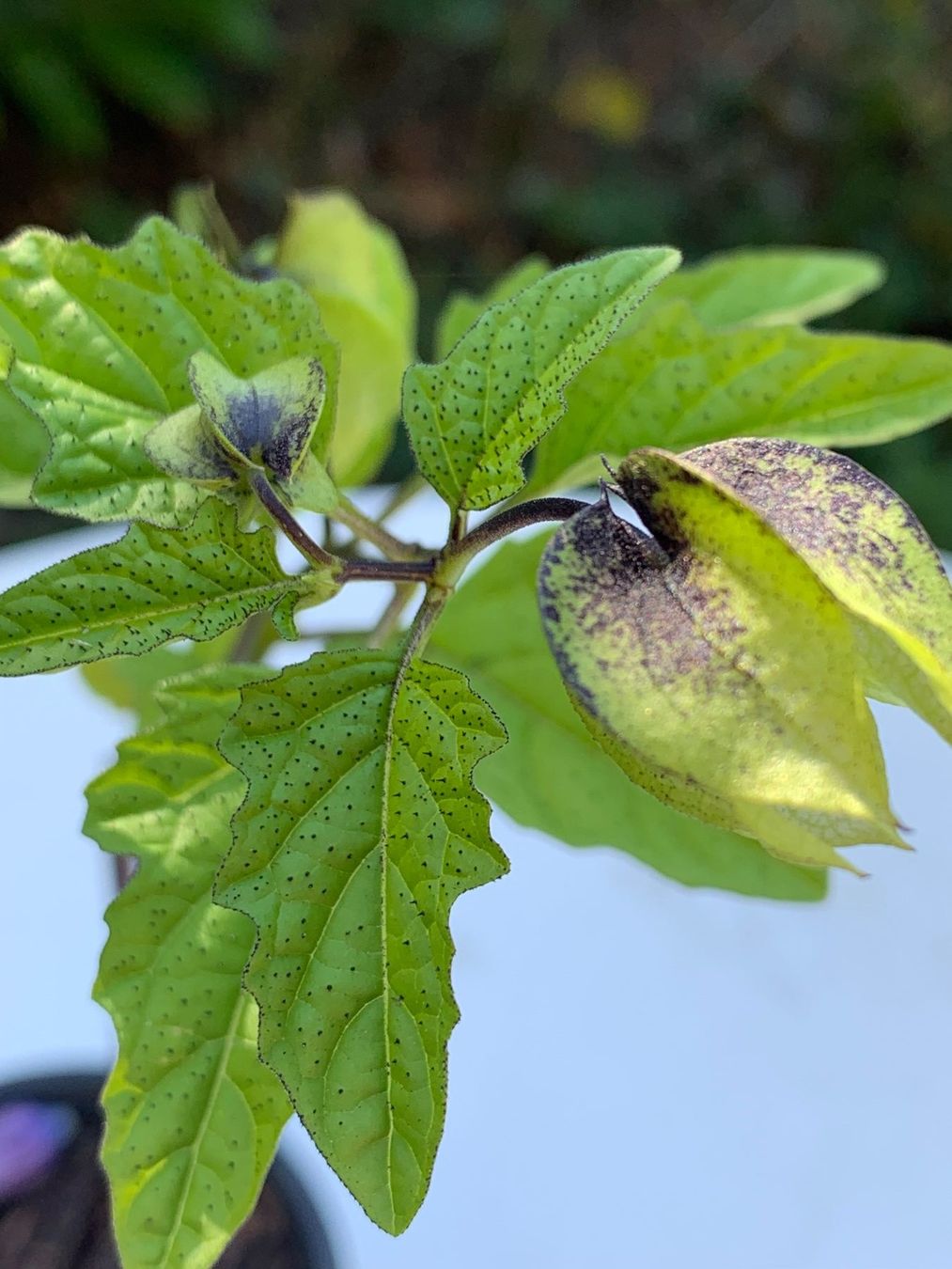 Piante & sementi: GIFTBEERE (Nicandra physalodes) Pflanze – Nuovo (secondo la descrizione) da Hinteregg venduto da ERFOLG78 2
