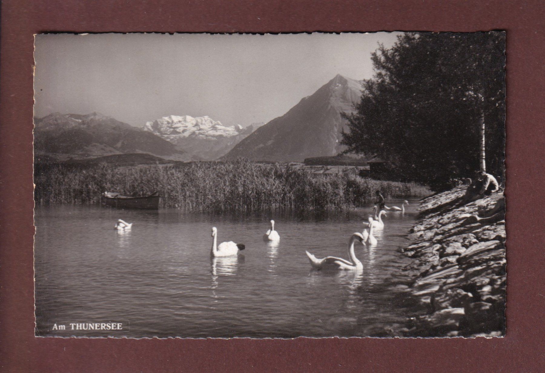 Cartoline postali: Am THUNERSEE - Schwanen - 1959 – Usato da Pully venduto da nicecards