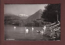 Am THUNERSEE - Schwanen - 1959